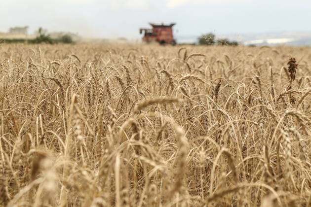 News Bilder des Tages September 21, 2023, Nakuru, Kenya: A combine harvester cuts a field of wheat on a farm in Rongai, near Nakuru City. In the sidelines of the ongoing United Nations General Assembly in New York, The President of Kenya William Ruto, after holding talks with Ukrainian President, Volodymyr Zelensky, said that Ukraine will set up a grain hub at the port of Mombasa to address food shortage in East Africa. Kenya is relying on grain producing countries like Ukraine to supplement locally harvested wheat. Nakuru Kenya - ZUMAs197 20230921_aab_s197_012 Copyright: xJamesxWakibiax