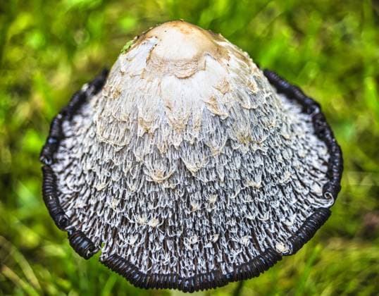 Hut eines Schopf-Tintlings *** Hat one Dome Tintlings 1071101808