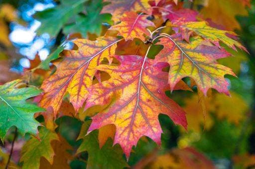 A closeup shot of the colorful autumn leaves of a northern oak tree (Quercus rubra) 10108477 RECORD DATE NOT STATED