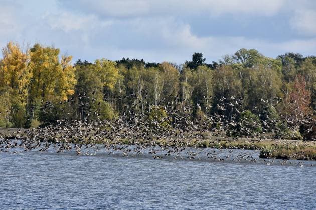 11.10.2020 Drömling Wildgänse Deutschland Sachsen Anhalt Altmark Bördekreis bei Mannhausen Naturpark Drömling Biosphärenreservat Niedermoor an der Flachwasserzone sie wurde als Ausgleichsmaßnahme zum Bau der Bahnlinie Berlin Hannover geschaffen Rastplatz für Wildvögel Wasservögel wie Enten Gänse Schwäne Blesshühner mehrere hundert Wildgänse beim Abflug beim Start von der Pause *** 11 10 2020 Drömling wild geese Germany Saxony Anhalt Altmark Bördekreis near Mannhausen Nature Park Drömling biosphere reserve fen at the shallow water zone it was created as a compensatory measure for the construction of the railroad line Berlin Hanover resting place for wild birds water birds such as ducks geese swans coots several hundred wil