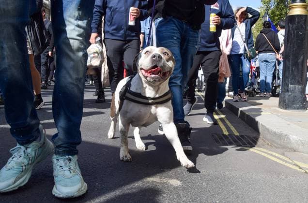 September 23, 2023, London, England, UK: A dog joins the demonstration as dog owners and supporters march in Westminster in protest against the American Bully XL ban. The breed of dog is set to be banned in the UK following a series of attacks on people. London UK - ZUMAv130 20230923_zip_v130_029 Copyright: xVukxValcicx