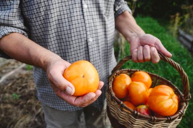 Creative Highlights Symbolbilder Senior man holding tomato and basket in garden model released, Symbolfoto, EYAF02757