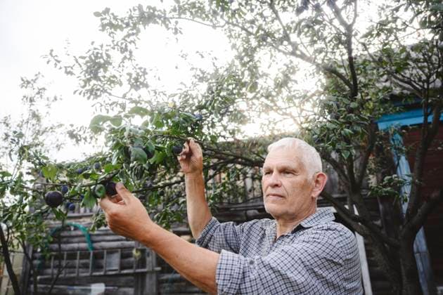 Creative Highlights Symbolbilder Senior man plucking fruits from tree in front of house model released, Symbolfoto property released, EYAF02761