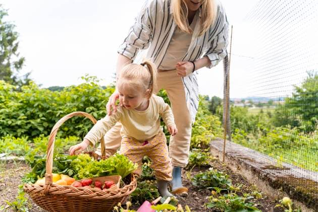 Mother and daughter harvesting fresh vegetables and fruits from garden model released, Symbolfoto, NDEF01129