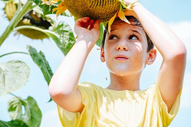 Creative Highlights Symbolbilder Boy holding sunflower on sunny day model released, Symbolfoto, NLAF00147