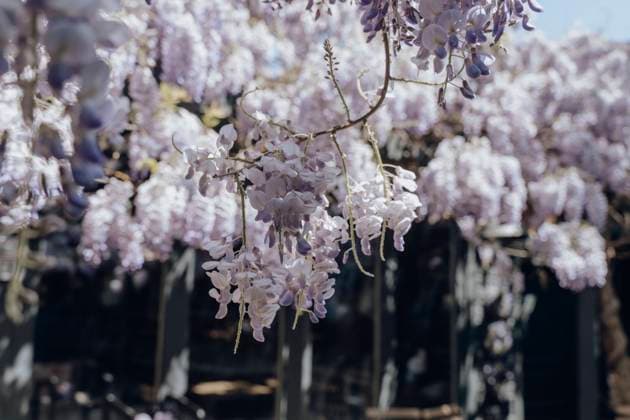 Blooming wisteria flower tree on sunny day property released, OSF02119