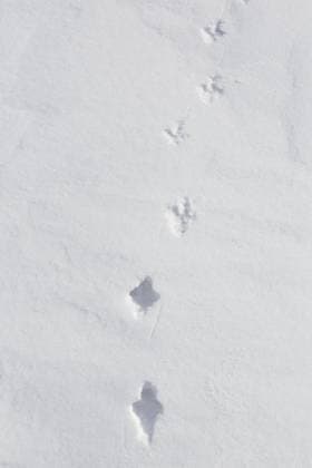 Creative Highlights World Alpenschneehuhn (Lagopus muta) (Lagopus mutus) Spuren, Fußabdrücke im Schnee im Winter, die den Übergang vom Tiefschnee zur harten Kruste zeigen *** Rock Ptarmigan lagopus muta lagopus mutus Tracks, Footprints at Snow at Winter, the the Transition from Deep snow to hard Crust show Copyright: imageBROKER/alimdix/xArterrax/xSven-ErikxArndt ibltsm09662751.jpg