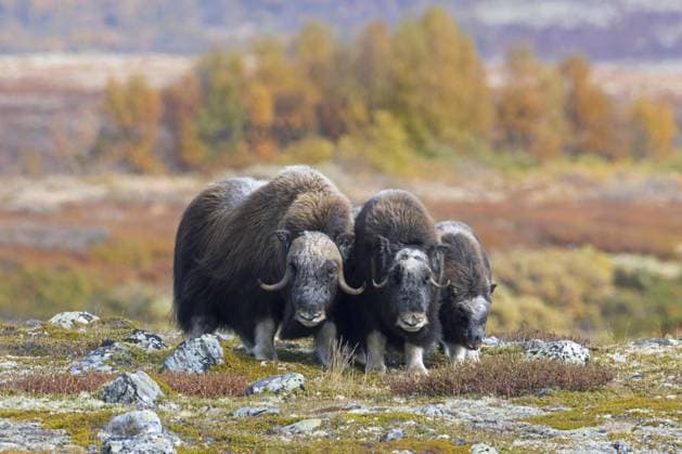 Creative Highlights World Moschusochse (Ovibos moschatus), Weibchen mit Kalb in der Tundra im Herbst, Dovrefjell Sunndalsfjella Nationalpark, Norwegen, Europa *** Moschusochse Ovibos moschatus , Female with Kalb in the Tundra at Autumn, Dovrefjell Sunndalsfjella National Park, Norway, Europe Copyright: imageBROKER/alimdix/xArterrax/xSvenxErikxArndt ibltsm09664948.jpg