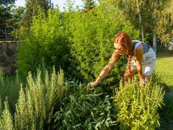  Frau in Kräuterbeet, Heilkräuter im Garten, Gartenarbeit im Kräutergarten *** Woman in Herb bed, Medicinal herbs at Garden, Gardening at Herb garden Copyright: imageBROKER/BerndxBieder ibxbmb09659601.jpg ,model released, Symbolfoto ,property released