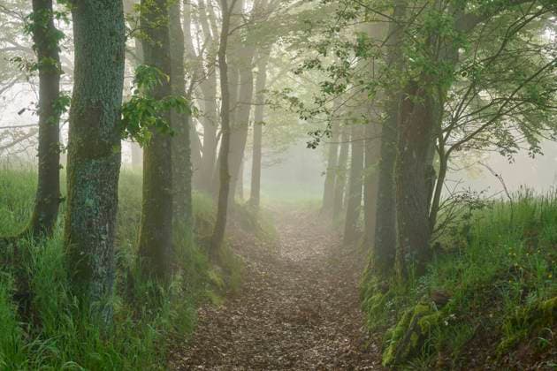 Wanderweg, Hohlweg, Eiche, Baumreihe, Morgen, Frühling, NSG, Grohberg, Faulbach, Miltenberg, Untermain, Maintal, Spessart, Bayern, Deutschland, Europa *** Hiking trail, Hollow way, Oak, Tree row, Tomorrow, Spring, NSG, Grohberg, Faulbach, Miltenberg, Lower Main, Maintal, Spessart, Bavaria, Germany, Europe Copyright: imageBROKER RaimundxLinke ibxrde09653910.jpg