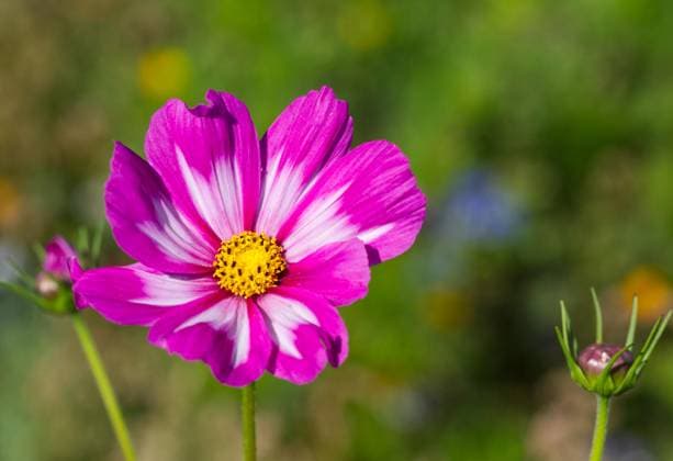 Cosmea (Cosmos bipinnatus), Blume auf Blumenwiese *** Cosmea Cosmos bipinnatus , Flower at Blumenwiese Copyright: imageBROKER RalfxHoppe ibxrfh09645001.jpg