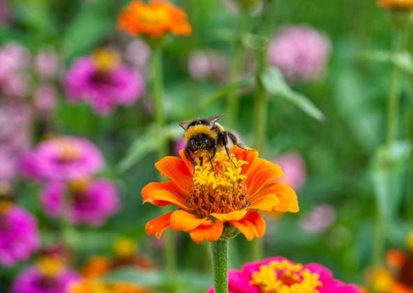  Hummel (Bombus) auf einer orangefarbenen Zinnie (Zinnia) *** Hummel Bombus at a orange Zinnie Zinnia Copyright: imageBROKER/RalfxHoppe ibxrfh09665966.jpg