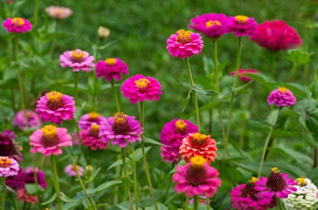  Zinnien (Zinnia) bunte Mischung *** Zinnien Zinnia Bunte Mix Copyright: imageBROKER/RalfxHoppe ibxrfh09665971.jpg