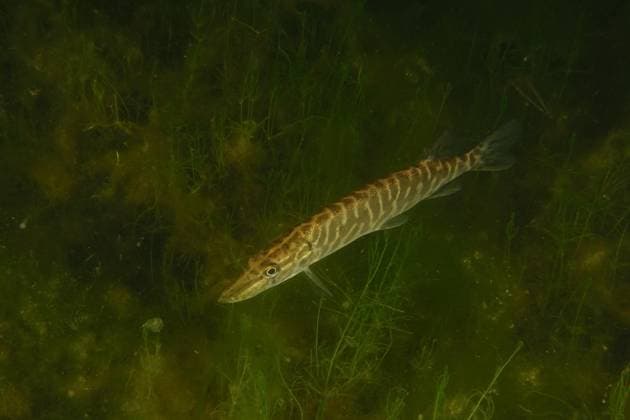 Creative Highlights World Hecht (Esox lucius) bei Nacht, Tauchplatz Wildsau, Berlingen, Bodensee, Schweiz, Europa *** Pike Esox Lucius at Night, Dive site Wild sow, Berlingen, Lake Constance, Switzerland, Europe Copyright: imageBROKER/RolfxvonxRiedmatten ibxrvo09664825.jpg