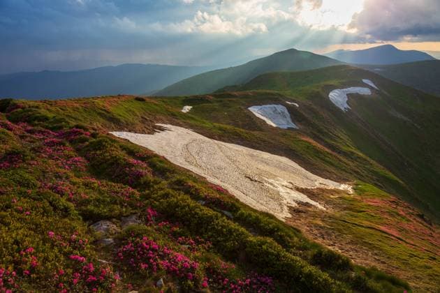Creative Highlights World Flowering of the Carpathian rhododendron in the evening light Zolotar ovo, Zakarpattia Oblast, Ukraine R_ATYU230918-1256407-01