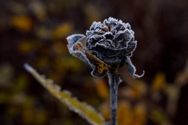 Frosted Willow Rose on Dark Background Anchorage, Alaska, United States R_HGWM230920-1257764-01