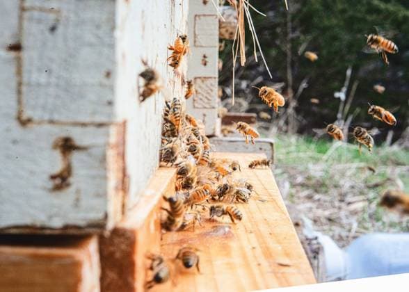 IMAGO Creative, Lifestyle, Frühling in der Stadt Honeybees at the entrance of a beehive. Rockford, Minnesota, United States R_RDOL220517-973611-01