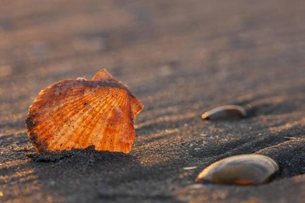  Kleine Pilgermuschel (Aequipecten opercularis) am Strand an der Nordseeküste *** small Pilgrim mussel Aequipecten opercularis on Beach to the North Sea coast Copyright: imageBROKER/alimdix/xArterrax/xJohanxDexMeester ibltsm09667644.jpg
