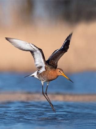 Creative Highlights World Uferschnepfe, Ufer-Schnepfe (Limosa limosa), startet vom Wasser aus, Niederlande, Nordholland, Zolderland black-tailed godwit (Limosa limosa), starting from water, Netherlands, Northern Netherlands, Zolderland BLWS695167 *** Bar-tailed Godwit, Shore Snipe Limosa Limosa , launches from Water off, Netherlands, North Holland, Zolderland Black Tailed Godwit Limosa Limosa , starting from water, Netherlands, Northern Netherlands, Zolderland BLWS695167 Copyright: xblickwinkel AGAMI H.xGermeraadx