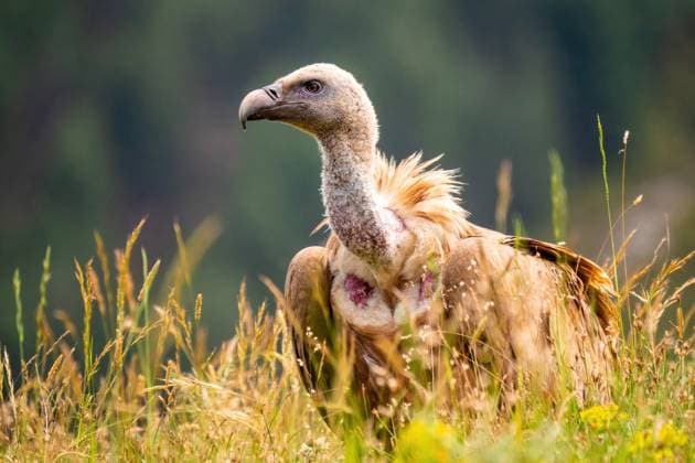 Creative Highlights World Gaensegeier, Gaense-Geier (Gyps fulvus), sitzt auf einer Wiese, Frankreich, Granes griffon vulture (Gyps fulvus), sitting in a meadow, France, Granes BLWS695251 *** Griffon Vulture, Gaze Geier Gyps fulvus , sits at a Meadow, France, Granes Griffon vulture Gyps fulvus , Sitting in a meadow, France, Granes BLWS695251 Copyright: xblickwinkel AGAMI H.xGermeraadx
