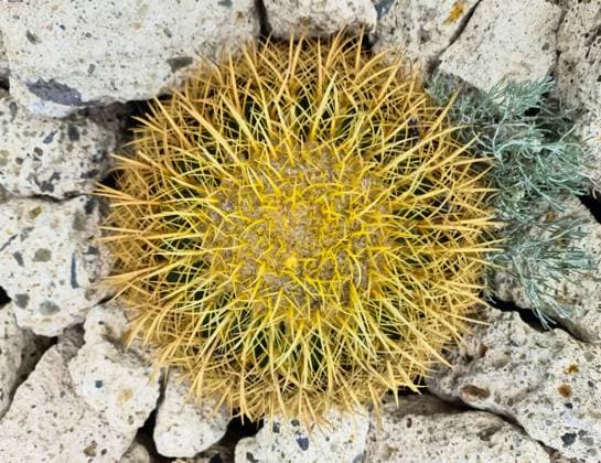 Creative Highlights World Ein schöner großer Kaktus in der Sonne von Teneriffa *** a Beautiful Big Cactus in the Sun from Tenerife 1127107544