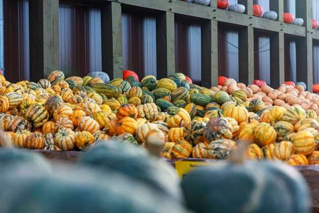 Kürbis Saison 2023 Deutschland, Brandenburg am 24.09.2023: Verschiedene Kürbisse liegen in der Auslage auf einem Markt. *** Pumpkin season 2023 Germany, Brandenburg on 24 09 2023 Different pumpkins lie in the display on a market