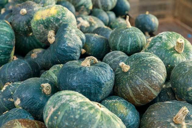 Kürbis Saison 2023 Deutschland, Brandenburg am 24.09.2023: Grüne Kürbisse der Sorte Grüner Hokkaido liegen in der Auslage auf einem Markt. *** Pumpkin season 2023 Germany, Brandenburg on 24 09 2023 Green pumpkins of the variety Green Hokkaido lie in the display at a market