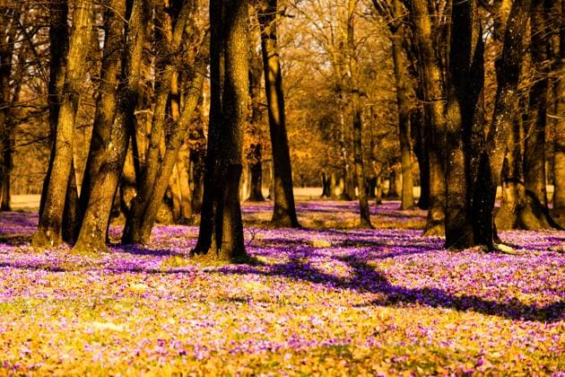 Saffron meadow flowers in the national park Spring saffron and grass carpet in the park. Beautiful nature flowers for inspiration. Tilf-shift version ,model released, Symbolfoto Copyright: xZoonar.com OksanaxShufrychx 14400191 ,model released, Symbolfoto ,property released