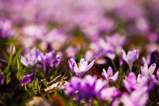 Saffron meadow flowers close up in backlight Spring saffron and grass carpet in the park. Beautiful nature flowers for inspiration. Tilf-shift version ,model released, Symbolfoto Copyright: xZoonar.com OksanaxShufrychx 14400200 ,model released, Symbolfoto ,property released