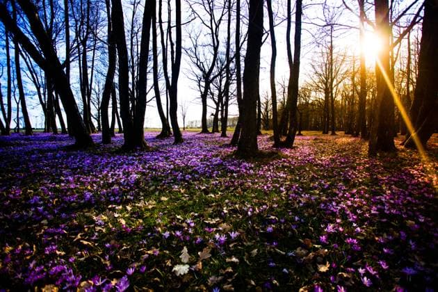 Saffron meadow flowers and trees on the sunset Spring saffron and grass carpet in the park. Beautiful nature flowers for inspiration. Tilf-shift version ,model released, Symbolfoto Copyright: xZoonar.com OksanaxShufrychx 14400228 ,model released, Symbolfoto ,property released