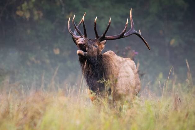 Bull Ellk Performing a Lip Curl Maggie Valley, North Carolina, United States R_EMGX230925-1259201-01