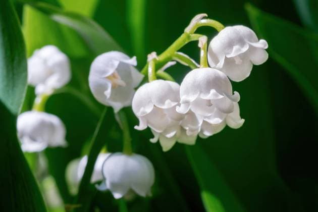 Lily of the valley or Convallaria flower closeup on blurred green background Lily of the valley or Convallaria flower closeup on blurred green background Copyright: xZoonar.com DzianisxHadziatskix 20330424