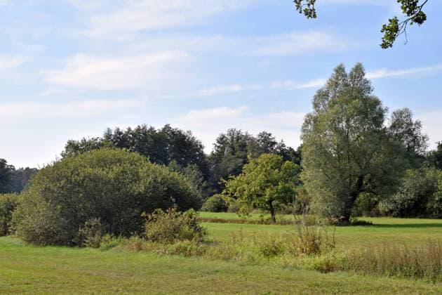 27.09.2023 Drömling Deutschland Sachsen Anhalt Altmark Stadt Klötze bei Trippigleben Naturpark Drömling Biosphärenreservat Wiese Landschaft Natur Bäume Sträucher Gräben *** 27 09 2023 Drömling Germany Saxony Anhalt Altmark town Klötze near Trippigleben nature park Drömling biosphere reserve meadow landscape nature trees bushes ditches