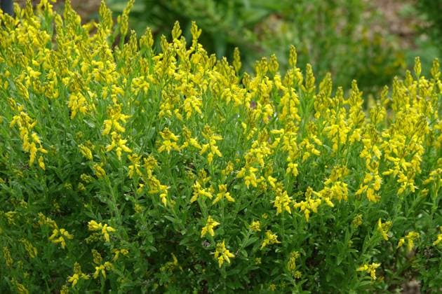 Genista germanica, Deutscher Ginster, German broom Genista germanica, Deutscher Ginster, German broom Copyright: xZoonar.com PeterxHimmelhuberx 20339113