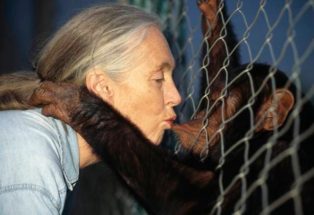 IMAGO ICONS: Jane Goodall DR. JANE GOODALL DR. JANE GOODALL with orphan rescued chimpanzee Pan troglodytes schweinfurthii Kitwe Point Sanctuary Kigoma Tanzania, Credit:DAVID HIGGS Avalon  Copyright: xDAVIDxHIGGSx xAvalonx 0515895351