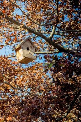 Wooden homemade birdhouse hanging on a tree branch , 27692814.jpg, Reserve, air, animal, autumn, background, beautiful, birch, bird, bird house, birdhouse, box, branch, care, ecology, empty, environmental, forest, habitat, handmade, hanging, happy, help, hole, homemade, house, natural, nature, nest, nest box, nesting, outdoors, park, protection, rustic, safety, shelter, wild, wildlife, wood, wooden, yard, RECORD DATE NOT STATED