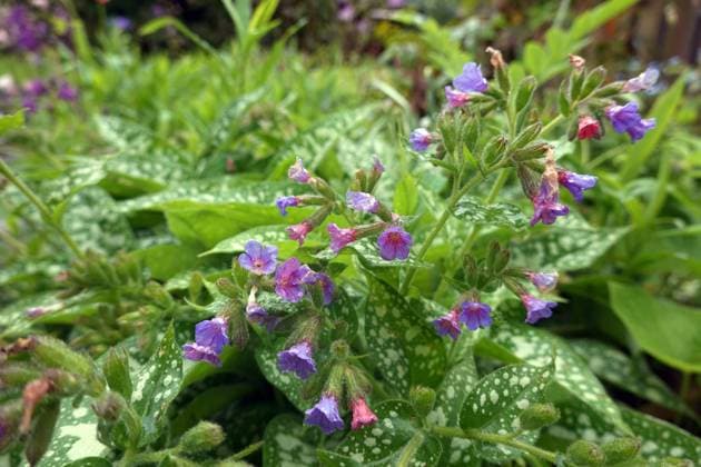 Geflecktes Lungenkraut (Pulmonaria officinalis) - blühende Pflanze im naturnahen Garten Geflecktes Lungenkraut (Pulmonaria officinalis) - blühende Pflanze im naturnahen Garten Copyright: xZoonar.com ErichxTeisterx 20392004