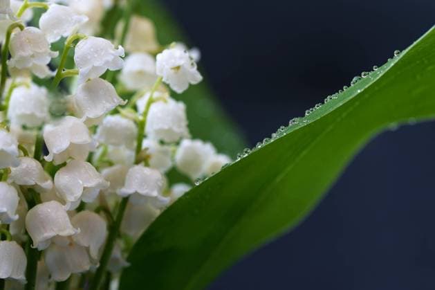 Lily of the valley (Convallaria majalis) Lily of the valley (Convallaria majalis) Beautiful small white flowers of spring plant. Copyright: xZoonar.com PetrxDvorakx 20431742
