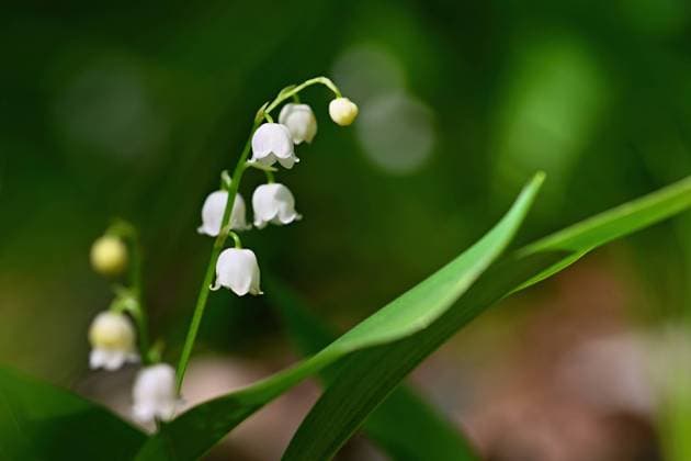 Beautiful small white flowers of spring plant. A poisonous plant with green leaves. Lily of the valley (Convallaria majalis) Background for spring time. Beautiful small white flowers of spring plant. A poisonous plant with green leaves. Lily of the valley (Convallaria majalis) Background for spring time. Copyright: xZoonar.com PetrxDvorakx 20431827