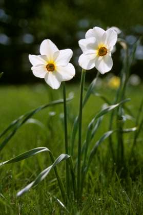 Two fully blossomed white Daffodils (Narcissus). Two fully blossomed white Daffodils (Narcissus). Copyright: xZoonar.com RealityImagesx 20438010