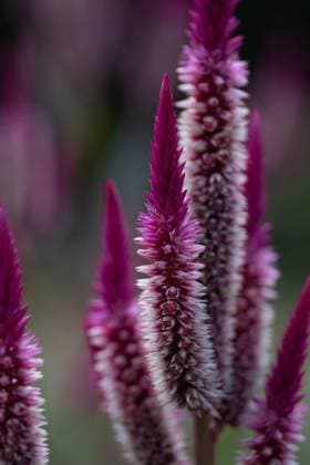 Dark pink celosia flower in late summer garden. Washington, District of Columbia, United States R_YWPB231001-1260615-01