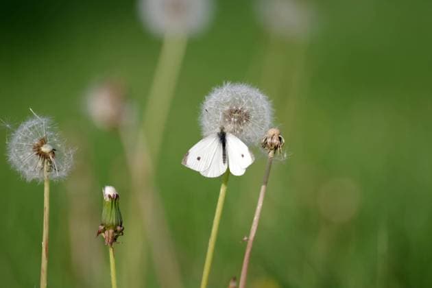  Kleiner Kohlweißling (Pieris rapae), männchen, Schmetterling, Löwenzahn (Taraxacum), Pusteblume, Wiese, weiß, Der Kleine Kohlweißling sitzt mit geöffneten Flügeln auf einer Pusteblume *** Kleiner Cabbage white butterfly Pieris rapae , male, Butterfly, Dandelion Taraxacum , Dandelion, Meadow, white, the small Cabbage white butterfly sits with open Wings at a Pusteblume Copyright: imageBROKER/AnjaxUhlemeyer-Wrona ibxuhl09674405.jpg