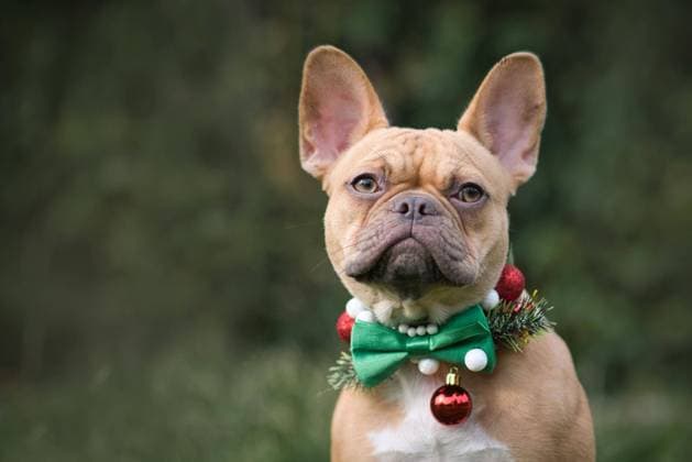  Red fawn Französisch Bulldog Hund trägt saisonale Weihnachten Kragen mit grüner Fliege auf unscharfen grünen Hintergrund mit Kopie Raum *** Red Fawn French Bulldog Dog carries seasonal Christmas Collar with green Fly at fuzzy Greens Background with Copy Room Copyright: imageBROKER/Firn ibxmob09683642.jpg