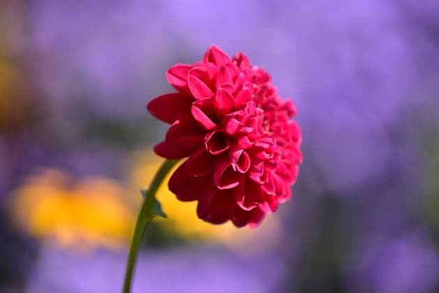 Rote Dahlie (Dahlia) im Garten, auch Georgine genannt, Bayern, Deutschland, Europa *** red Dahlia Dahlia at Garden, also Georgine called, Bavaria, Germany, Europe Copyright: imageBROKER alimdix xReinholdxRatzer ibxohh09683778.jpg
