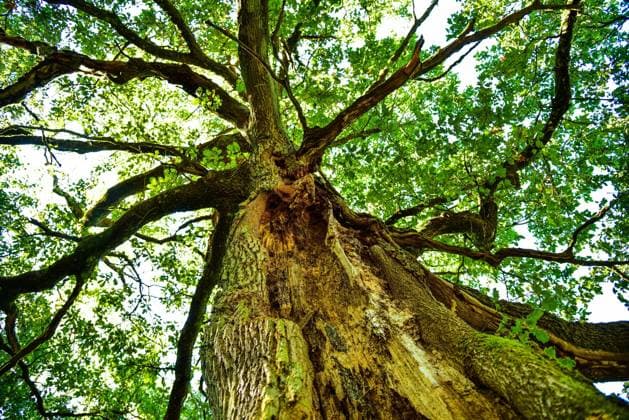 Alte Eiche (Quercus) mit gespaltenem Stamm, Bayern, Deutschland, Europa