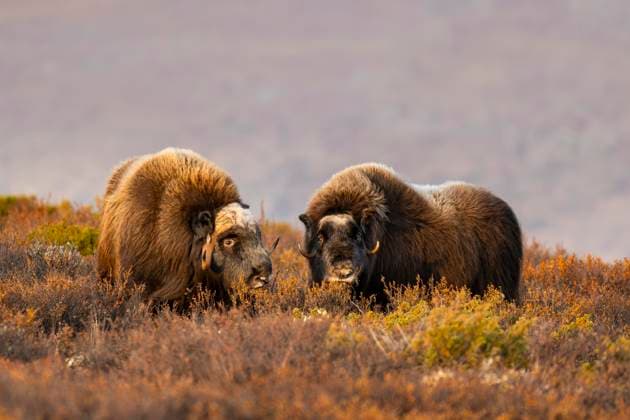 Moschusochse (Ovibos moschatus), Bulle und Weibchen in herbstlicher Tundra, Dovrefjell-Sunndalsfjella-Nationalpark, Norwegen, Europa *** Moschusochse Ovibos moschatus , Bulle and Female in Herbstlicher Tundra, Dovrefjell Sunndalsfjella National Park, Norway, Europe Copyright: imageBROKER RobertxHaasmann ibxroh09683765.jpg RECORD DATE NOT STATED