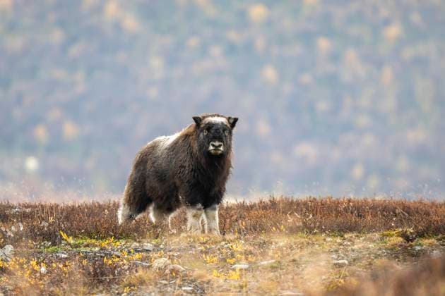 Moschusochse (Ovibos moschatus), Moschusochsenbaby in herbstlicher Tundra, Jungtier, Dovrefjell-Sunndalsfjella-Nationalpark, Norwegen, Europa *** Moschusochse Ovibos moschatus , Baby muskox in Herbstlicher Tundra, Young animal, Dovrefjell Sunndalsfjella National Park, Norway, Europe Copyright: imageBROKER RobertxHaasmann ibxroh09683767.jpg RECORD DATE NOT STATED