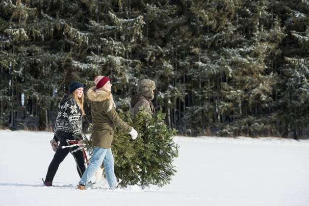 Young people carrying a christmas tree in snowy landscape, Bavaria, Germany Germany CR_EDDR160117-02023-01 ,model released, Symbolfoto