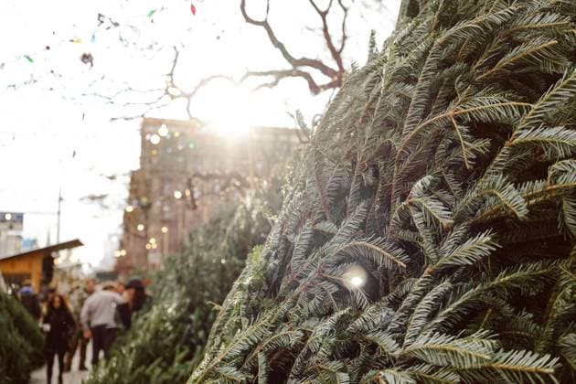 Christmas trees lined up for sale against a city fence in December New York, New York, United States R_SXFI231003-1262313-01