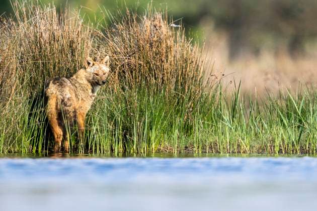 Europaeischer Schakal, Eurasischer Schakal, Europaeischer Gold-Schakal, Europaeischer Goldschakal, Goldschakal, Gold-Schakal (Canis aureus moreoticus, Canis moreoticus), steht am Gewaesserrand und schaut sich um, Rumaenien, Donaudelta Eurasian golden jackal, European jackal (Canis aureus moreoticus, Canis moreoticus), stands at the waterside an peering, Romania, Danube Delta BLWS694088 *** european Jackal, Eurasian Jackal, european Gold Jackal, european Golden Jackal, Golden Jackal, Gold Jackal Canis aureus moreoticus, Canis moreoticus , is on Gewaesserrand and looks itself um, Romania, Danube Delta EURASIAN Golden jackal, European Jackal Canis aureus moreoticus, Canis moreoticus , stands AT The Waterside to peering, Rom Copyright: xblickwinkel AGAMI O.xDiezx
